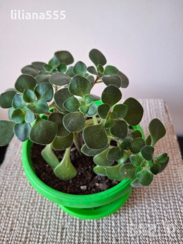 Дърво на парите Аихризон, снимка 12 - Стайни растения - 44719352