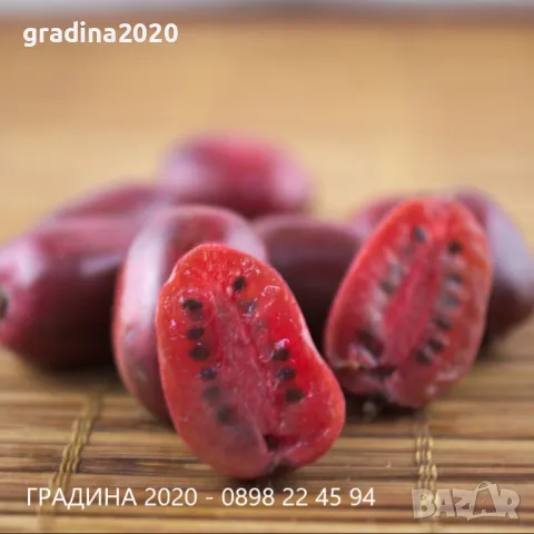 Червено киви - Налични 4 сорта Студоустойчиви
