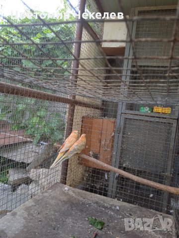 Пойни папагали- 1 мъжки, снимка 3 - Папагали - 41875008