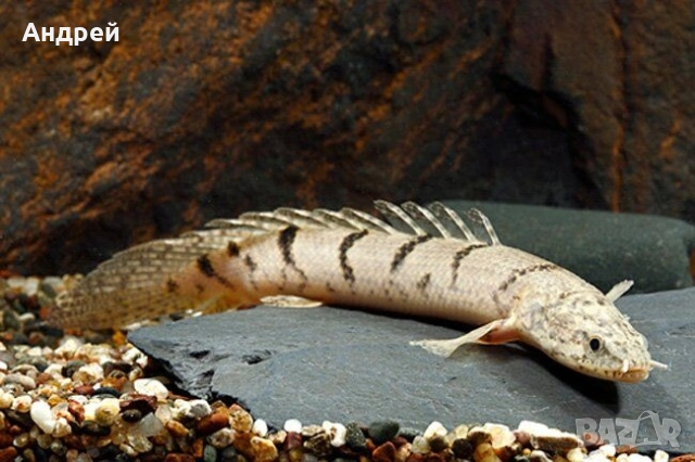 Полиптерус Делхези