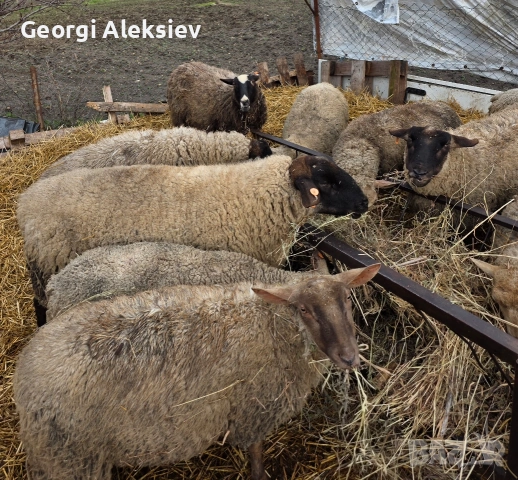 Овце от месодайни породи, снимка 10 - Овце - 53749231