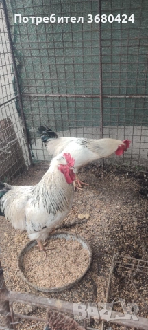 Петли , снимка 3 - други­ - 53150938