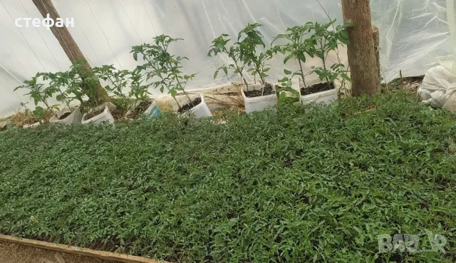 Продавам разсад домати краставици тиквички пипер и др., снимка 5 - Разсади - 49275173