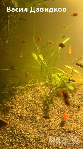 Плата , Молинезия , Гупи , Хелери , снимка 4 - Рибки - 51471426