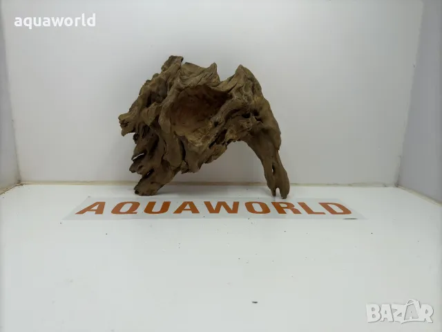 Африкански корен 20