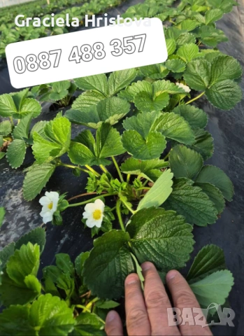 Продавам качествен разсад ягоди , снимка 9 - Сортови семена и луковици - 53517722