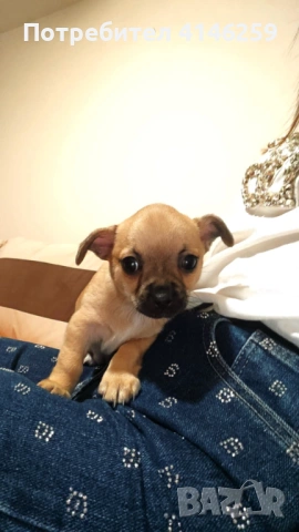 Продавам чистокръвно чихуахуа