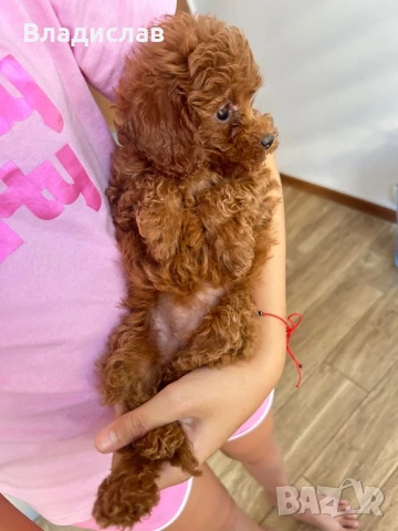 Той пудел / мини пудел, снимка 2 - Пудели - 51355418