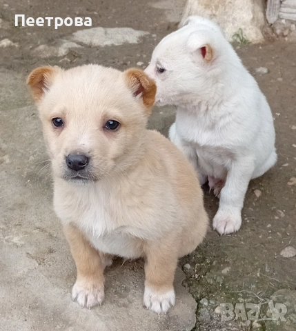 Кученца за подаряване.