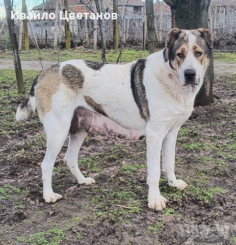 Алабай, снимка 4 - Алабай - 53631538