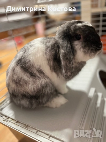 Подарявам декоративно зайче, клепоухо , снимка 5 - Декоративни зайчета - 52806247