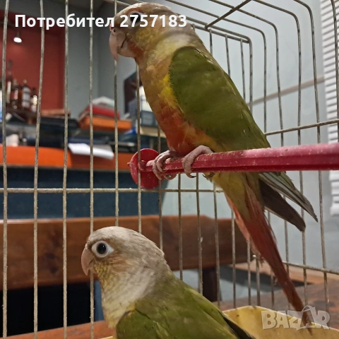 папагали пирура 3 бр 2025г, снимка 2 - Папагали - 53503068