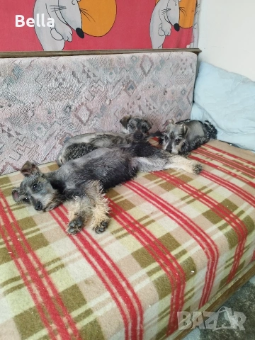 Мини шнауцер , снимка 15 - Други - 53119397