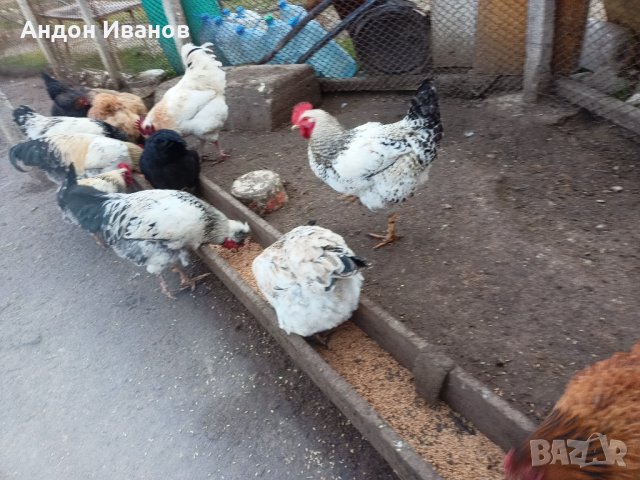 Яйца от домашни свободни кокошки за консумация и за разплод., снимка 8 - други­ - 35785868