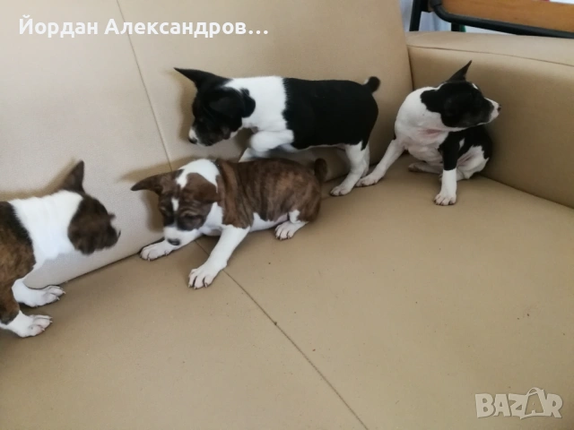 басенджи , снимка 2 - Други - 50368819