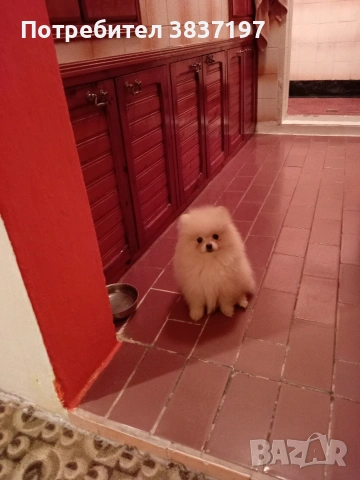 3 ваксини+ бяс чип и паспорт , снимка 4 - Померан - 53470509