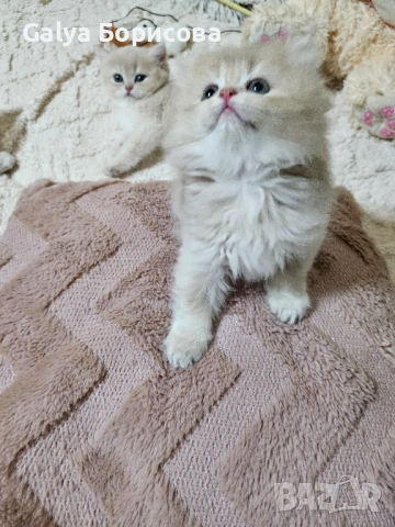 Родословни Британски котета  промоционолна цена за 8 март, деня на жената!, снимка 16 - Британска късокосместа - 53502654