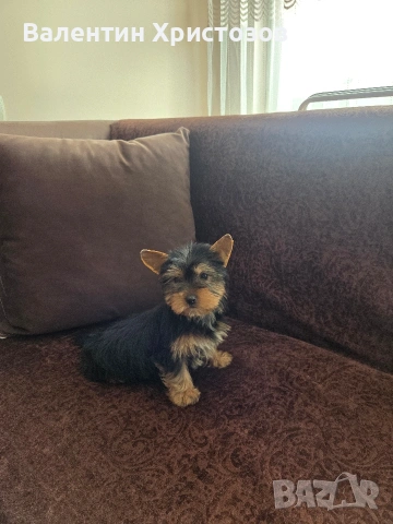 йоркширски териер йорки , снимка 3 - Йоркширски териер - 53497430