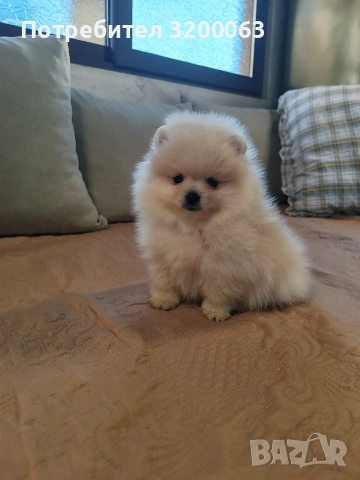 Померан мини мъжко , снимка 9 - Померан - 52826685