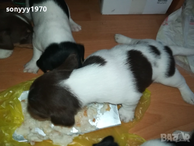 JACK RUSSELL-БЕБЕТА ДЖАК РЪСЕЛ 1609250639, снимка 14 - Джак ръсел териер - 51727864