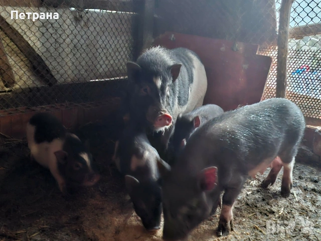 Виетнамски прасета , снимка 2 - Прасета - 53846401