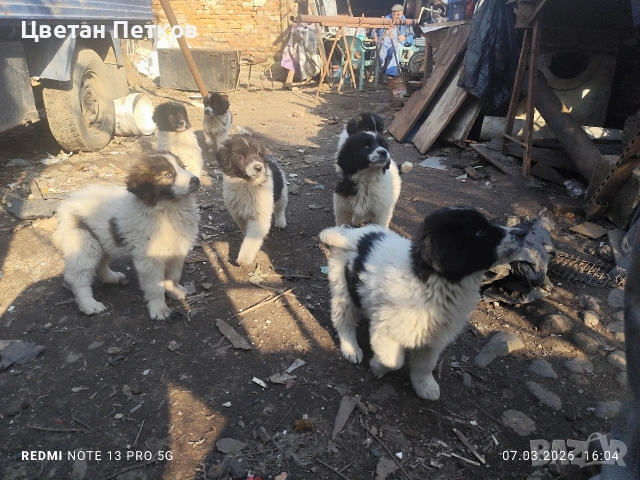 Каракачанки , снимка 11 - Каракачанска овчарка - 53824782