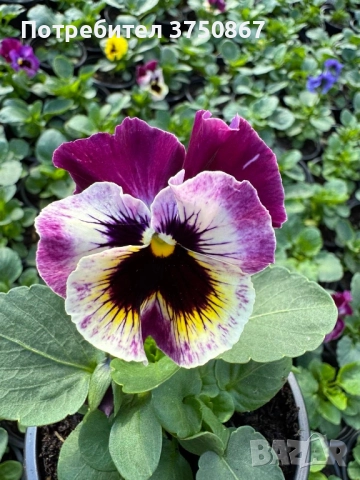 💞☀️🌿 Къдрави теменужки - Frizzle Sizzle, снимка 2 - Градински цветя и растения - 52084793