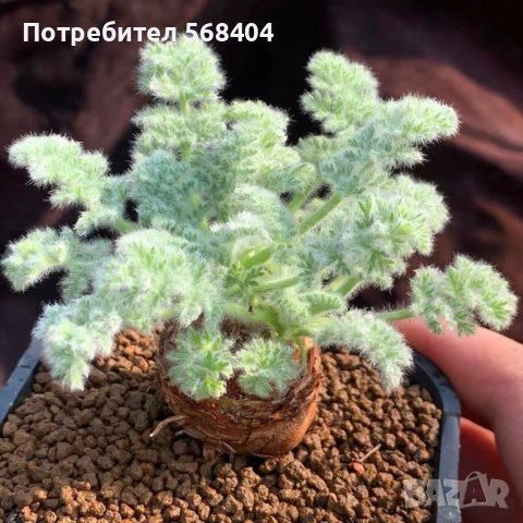 pelargonium appendiculatum, снимка 1 - Стайни растения - 42518132