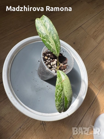 Hoya Pubicalyx pink silver ghost , снимка 2 - Стайни растения - 53818982