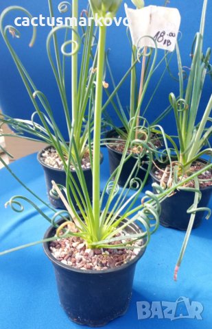 albuca spiralis