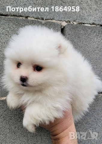 БЕБЕТА ПОМЕРАН Доставка, снимка 3 - Померан - 53846081