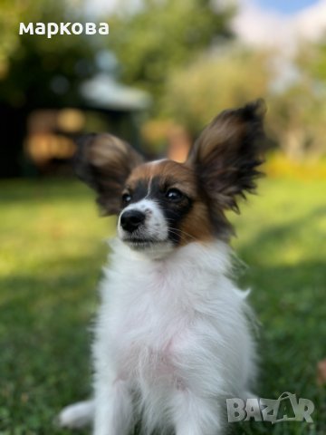 папион мъжки и женски кученца