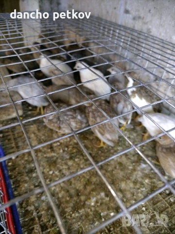 китайски пъдпъдък