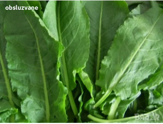 Био-Щавляк за готвене, снимка 1