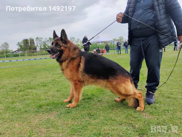 малки немски овчарки , снимка 15 - Немска овчарка - 50062180