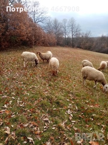 Продавам овце , снимка 6 - Овце - 52642930