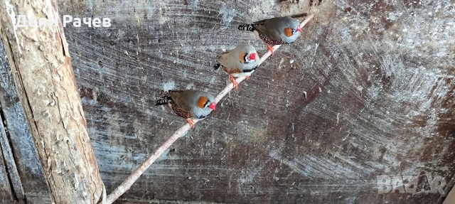 амадини ДЖЪМБО ИЗЛОЖБЕНИ амадини УНГАРСКА ЛИНИЯ ЗЕБРОВИ АМАДИНИ, снимка 6 - Амадини - 53658164