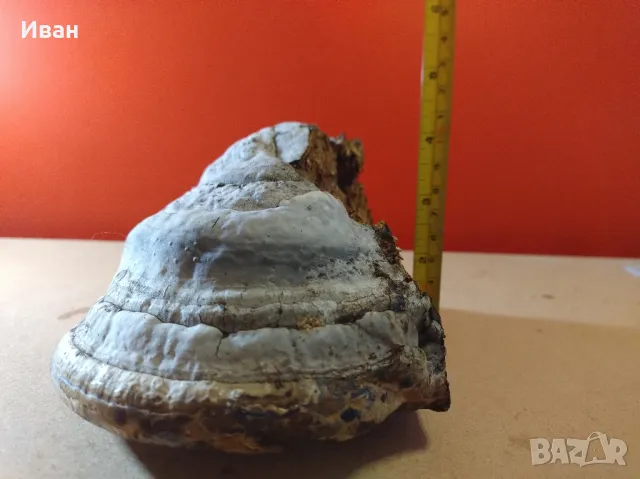 Дървесни гъби за декорация , снимка 16 - Други - 49038065