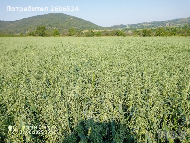 Малки бали сено и люцерна , снимка 3 - Крави - 53236528