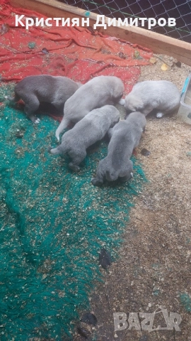 Продават се .Чистокръвни кангалчета ., снимка 5 - Кангал - 52367410
