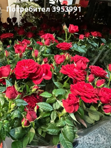 Мини рози-студоустойчиви, снимка 2 - Градински цветя и растения - 53569022