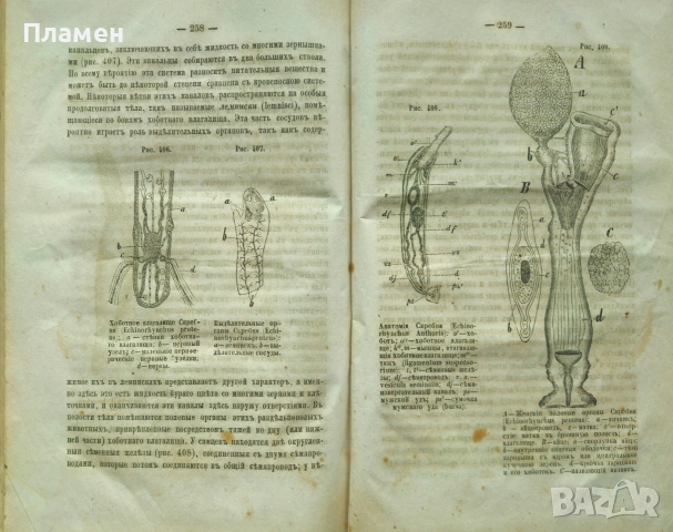 Животньiе паразитьi и болезни Э. К. Брандтъ /1873/, снимка 8 - Антикварни и старинни предмети - 53188537