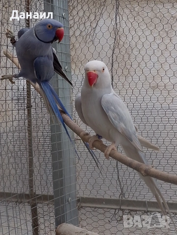 Малък Александър -чифт