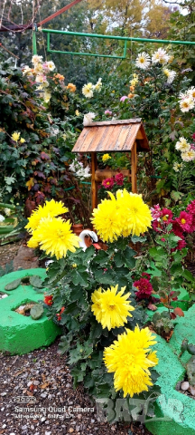 Продавам различни видове хризантеми , снимка 11 - Градински цветя и растения - 44752282