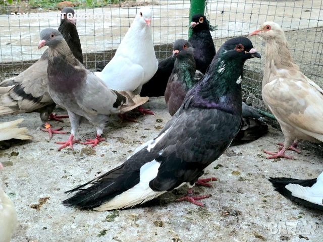 Римски гълъби (Рьомери), снимка 14 - Гълъби - 51181839
