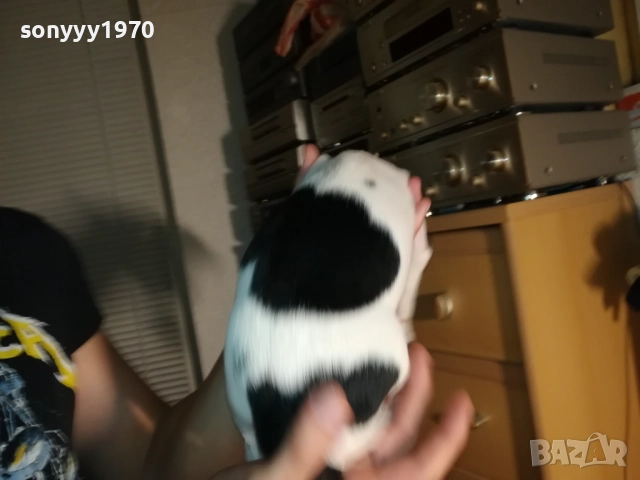 ДЖАК РЪСЕЛ ТЕРИЕР-ВИДИН 250ЛВ 1710251434, снимка 8 - Джак ръсел териер - 52087671