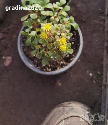 Разсад Дървото на парите Цена за 1 саксия 8лв, снимка 7 - Разсади - 49239000