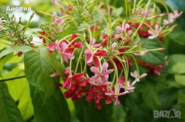 Quisqualis indica или китайски орлови нокти