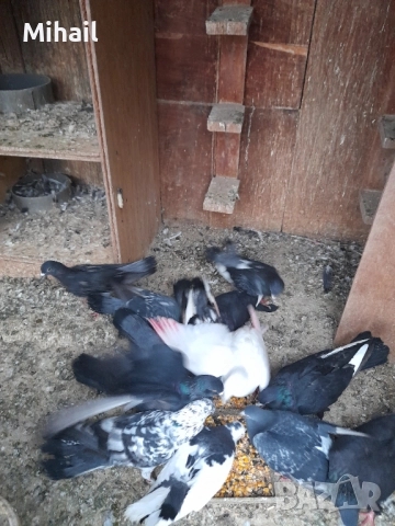 Продавам гълъби, снимка 7 - Гълъби - 38794043