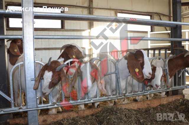 Хранителни решетки със заключващ механизъм за овце и кози, снимка 5 - За селскостопански - 34655140